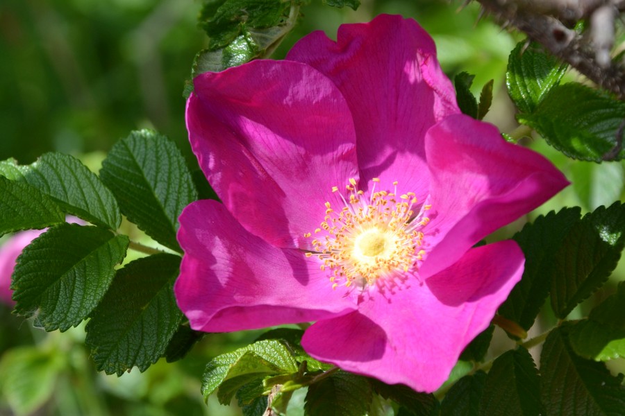 piękna róża rosa rugosa